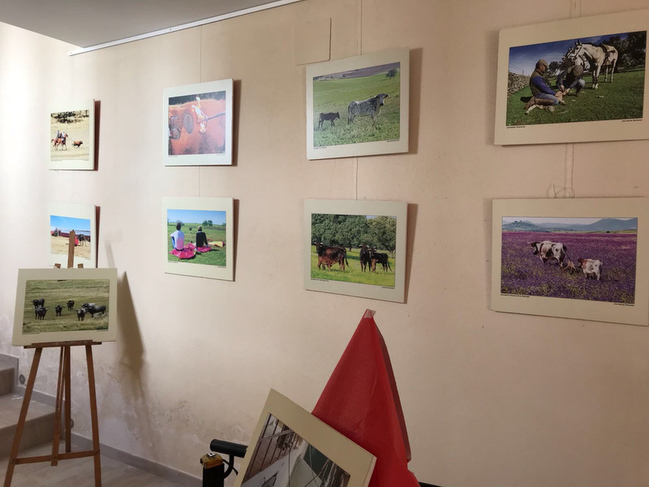 La exposición fotográfica ''Toros y Dehesa de Extremadura'' llega a Segura de León
