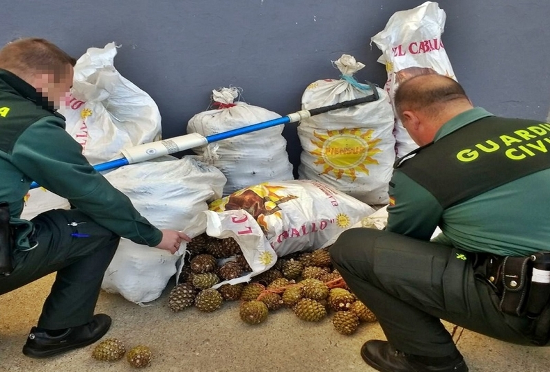 La Guardia Civil sorprende a dos personas en Fregenal cuando sustraían 320kg de piñas en una explotación agrícola