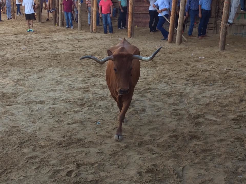 Conocidos los ganaderos que cederán las vacas para las Capeas 2018 en Segura de León