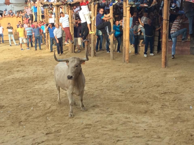 Conocidos los ganaderos que cederán las vacas para las Capeas 2019 en Segura de León