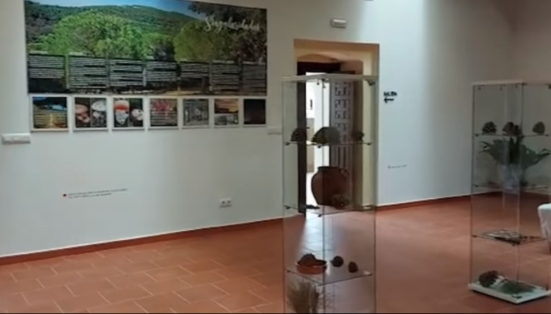 Se abre el Museo del Piñón dentro del Conventual Santiaguista de Calera de León