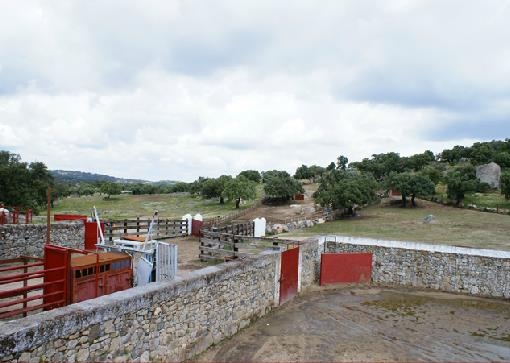 Torregrande, ganadería para el certamen de novilladas de Diputación