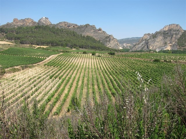 Abierta la convocatoria de ayudas a la reestructuración y reconversión del viñedo en Extremadura