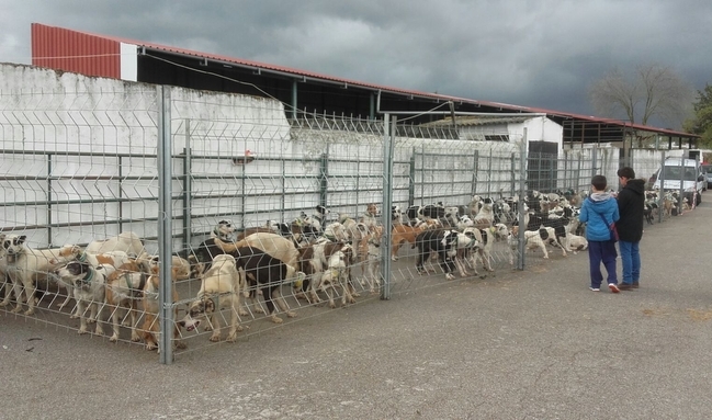 Bodonal de la Sierra celebrará su III Feria de la Caza a finales de mes