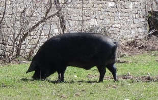 La autorización ambiental del matadero ibérico de Zafra, sometida a información pública