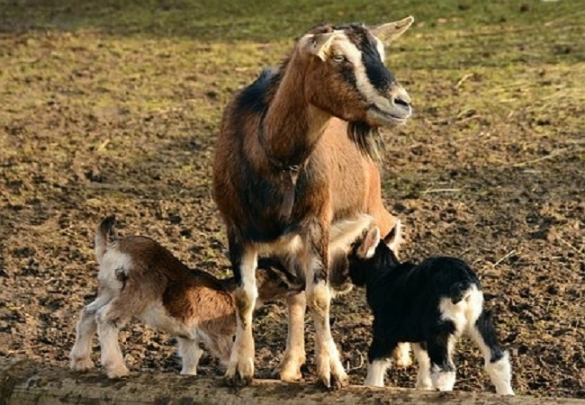 ACRIFLOR organiza en Monesterio una Jornada Técnica sobre el ganado caprino 