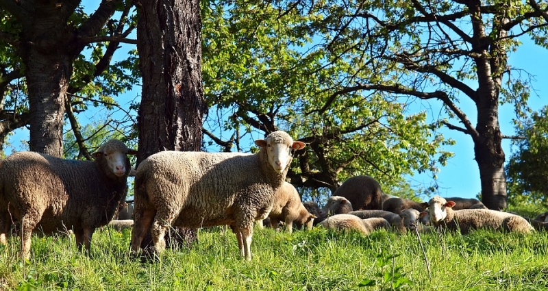 Todo lo que debes saber sobre la ganadería ecológica