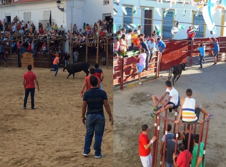 Suspendidas las Capeas de Segura de León y Bodonal de la Sierra de este 2021
