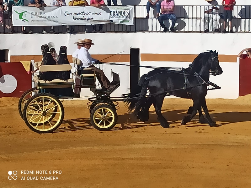 Los nuevos sementales de Frisones de Tentudía debutan en Fuentes de León con el carruaje