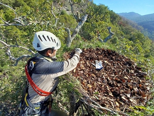 Agentes del medio natural construyen un nido de águila imperial en Montemolín para recuperar la pareja que anidaba en la zona