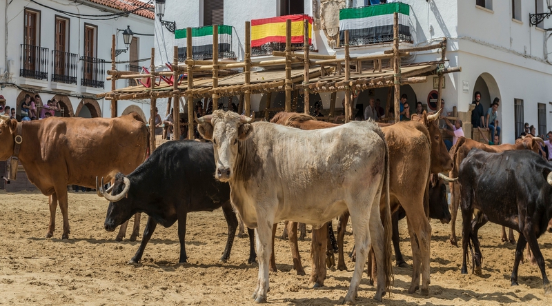 Las Capeas 2023 de Segura de León ya tienen a los ganaderos que cederán sus vacas