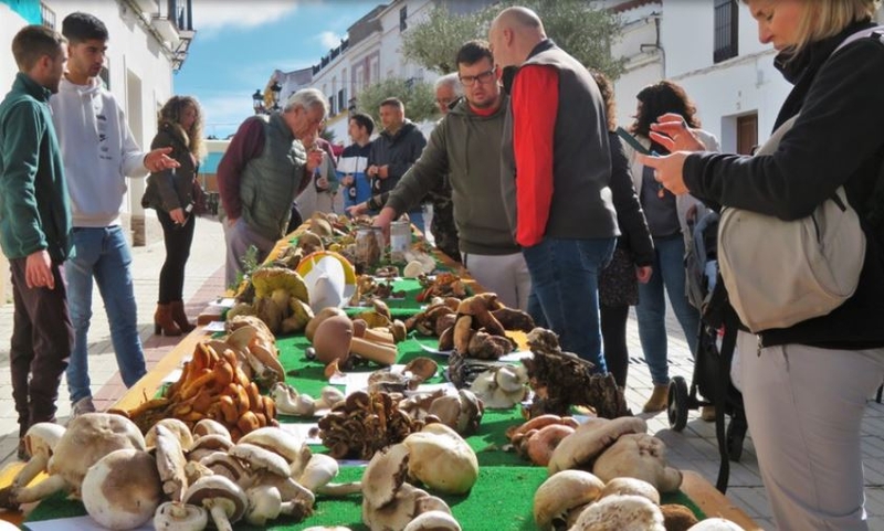 Satisfacción por el desarrollo de las XVII Jornadas Micológicas de Monesterio